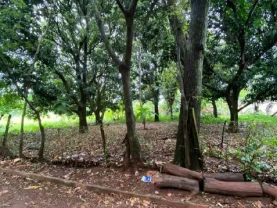Terreno de 2.525 m² à venda na Avenida Amambay, Presidente Franco 1
