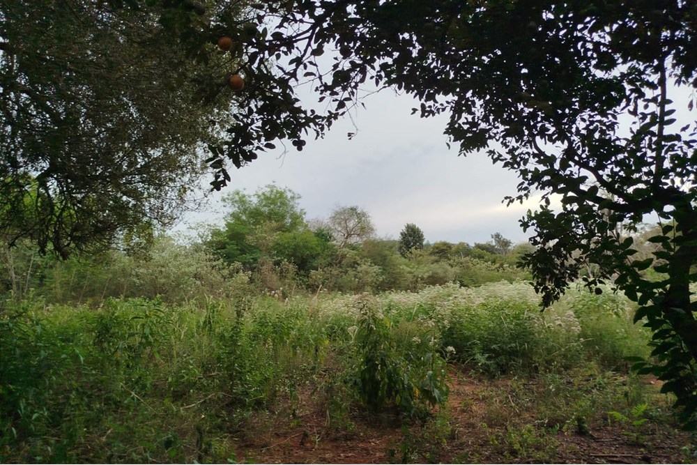 Terreno de 34 ha à venda em José A. Fassardi, Guairá
