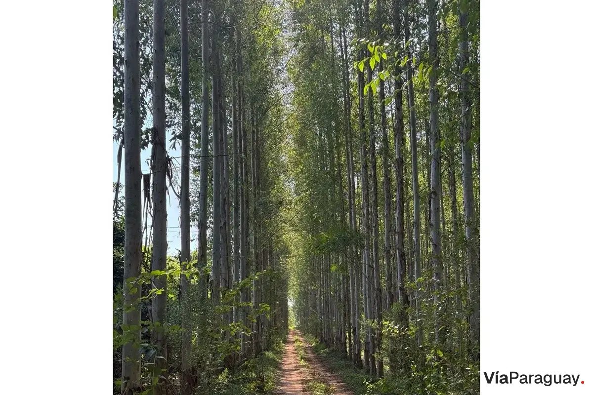 Terreno à venda em Nueva Italia, Central - 4,7 ha