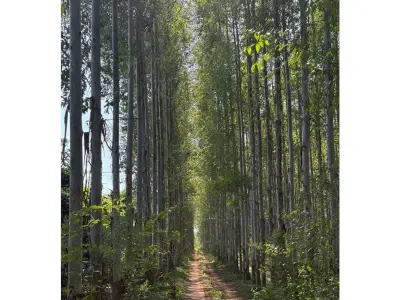 Terreno à venda em Nueva Italia, Central - 4,7 ha
