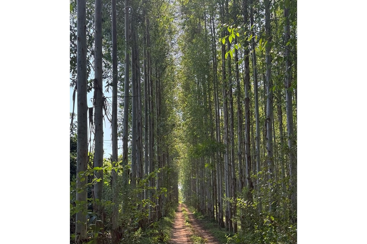 Terreno à venda em Nueva Italia, Central - 4,7 ha