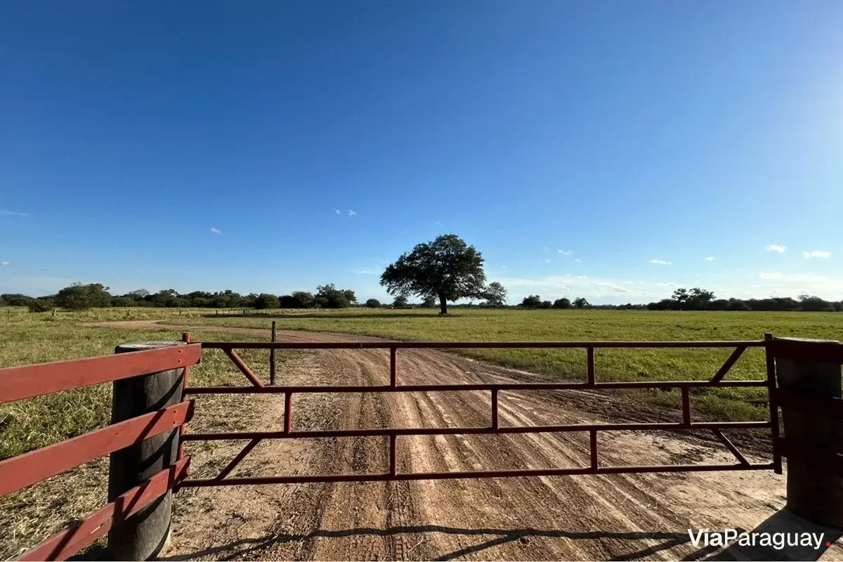 6-hectare land for sale in Filadelfia, Boquerón