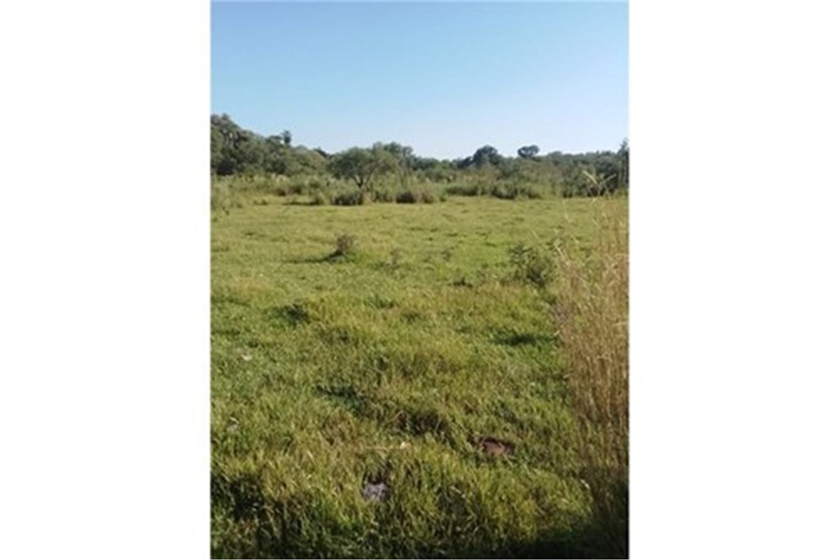 Terreno de 9 hectáreas en venta en Coronel Bogado