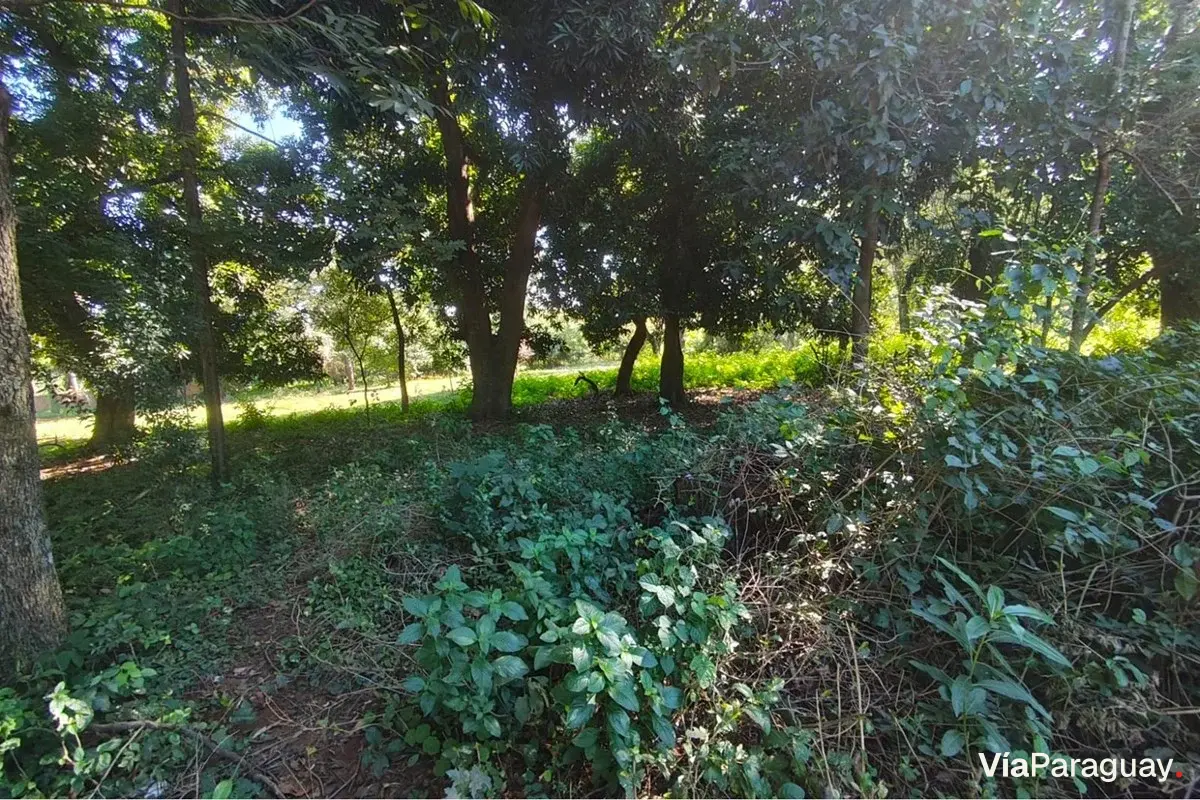 Terreno para alugar em Capiatá, Central