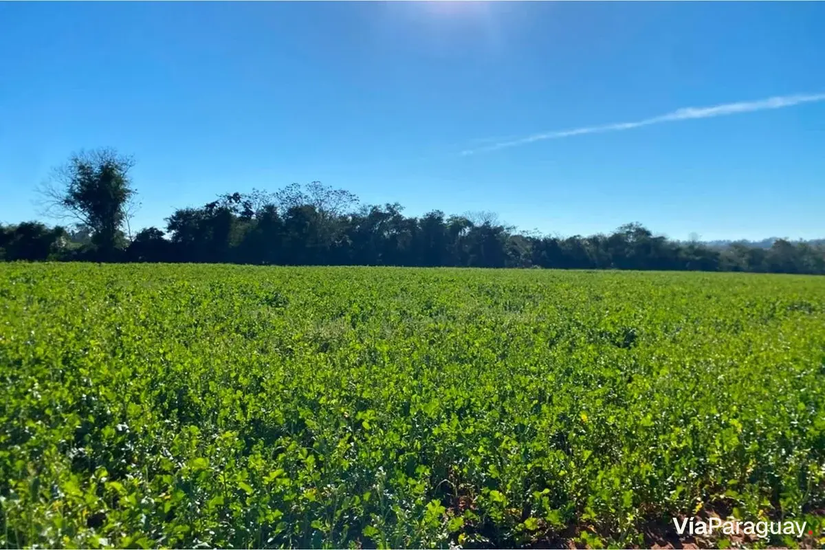 Land for sale, 10.7 hectares in Choré, San Pedro