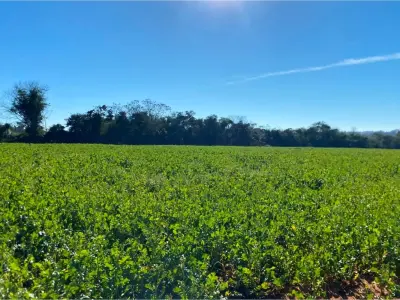 Land for sale, 10.7 hectares in Choré, San Pedro