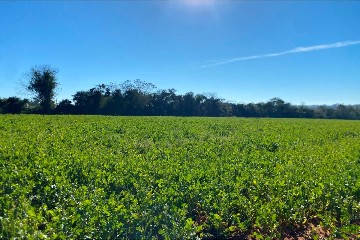Land for sale, 10.7 hectares in Choré, San Pedro