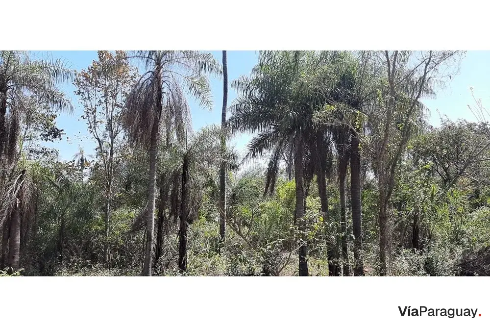 Terreno à venda em Altos, Cordillera