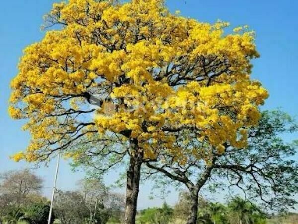 Terreno en venta en Arroyos y Esteros, Cordillera