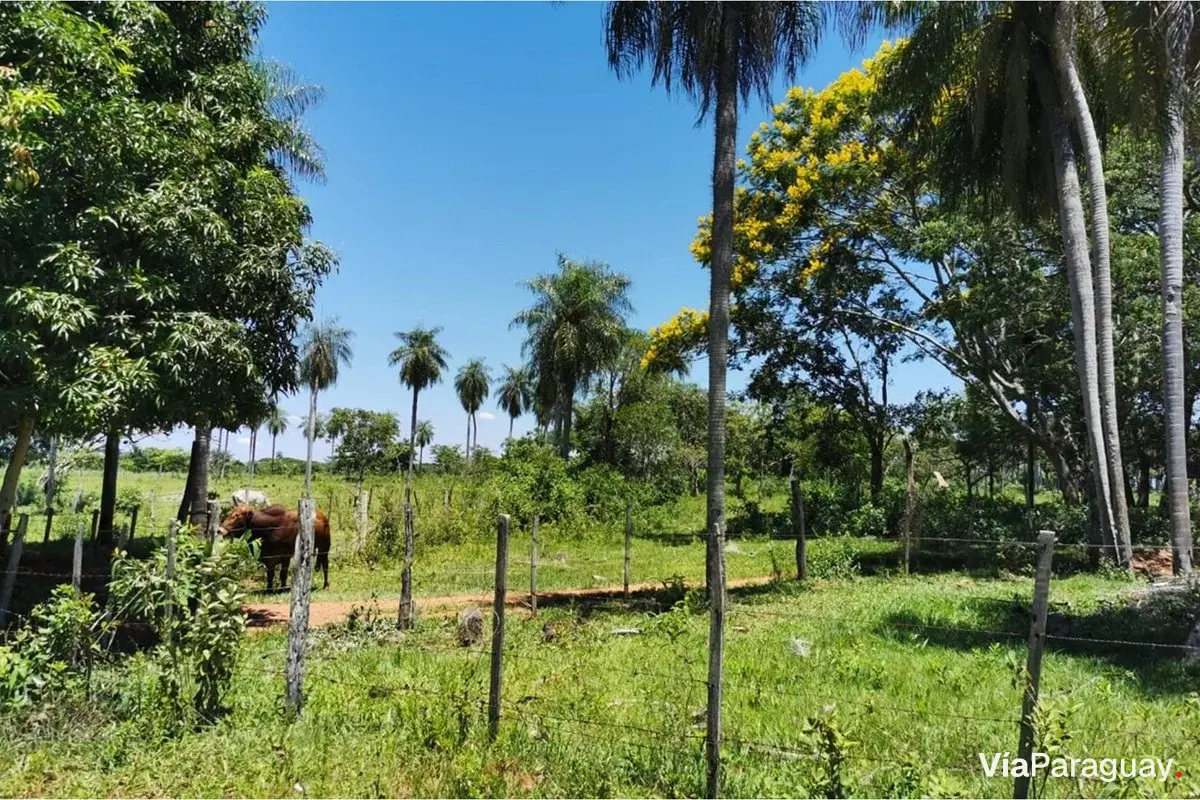 Terreno en venta en Belén, Concepción
