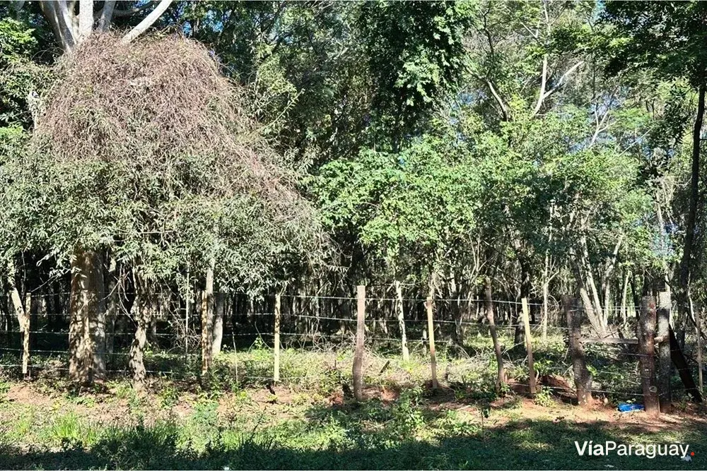 Terreno à venda em Caacupé, Cordillera