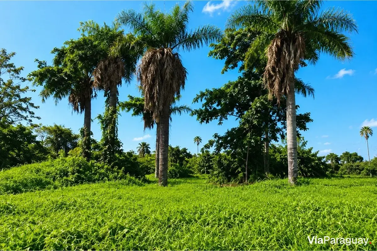 Terreno à venda em Capiatá, Aldana Cañada