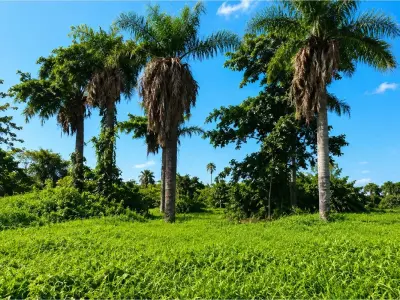 Terreno à venda em Capiatá, Aldana Cañada