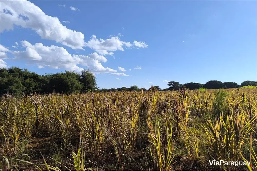 Land for sale in Carmen del Paraná, Itapúa