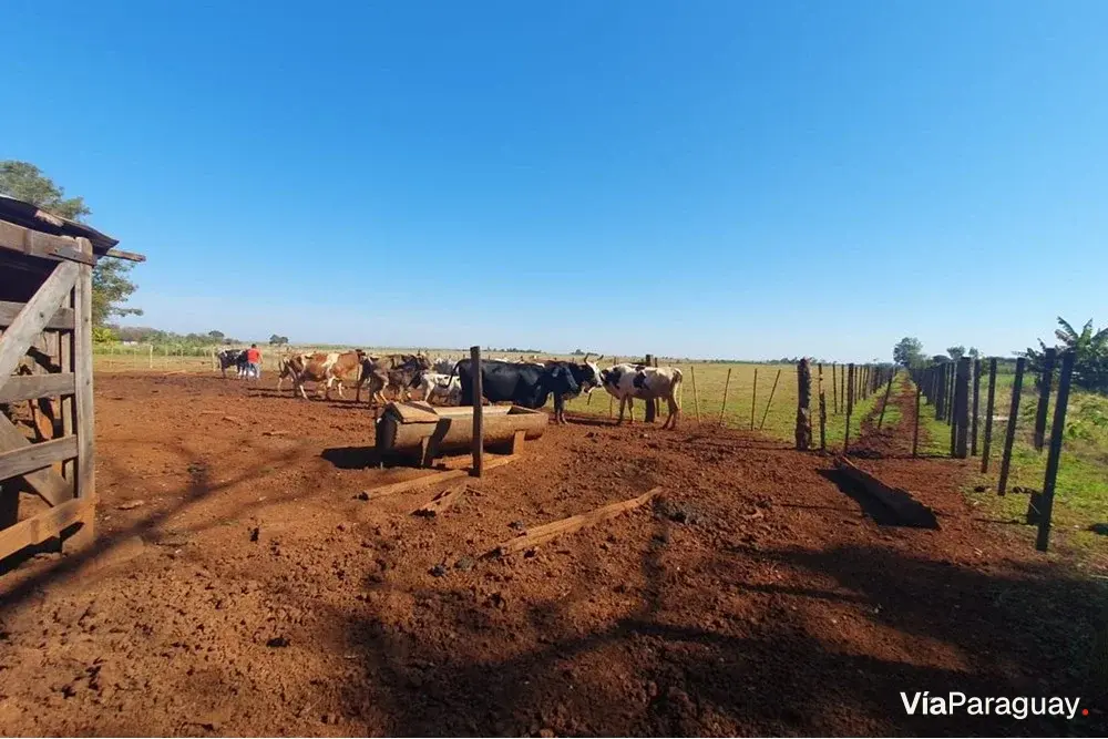 Terreno à venda em Colonia Nueva Fortuna, Hernandarias