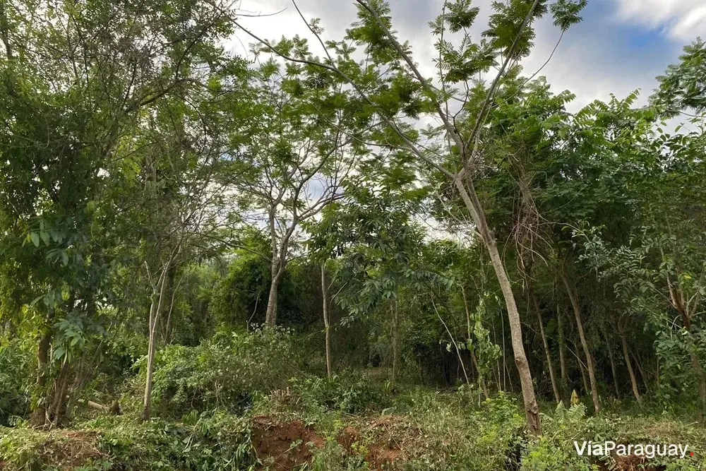Land for sale in Emboscada, Cordillera