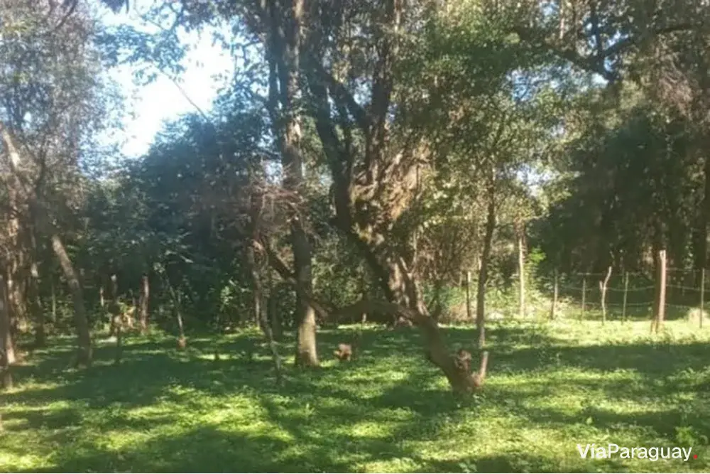 Land for sale in Encarnación, Itapúa