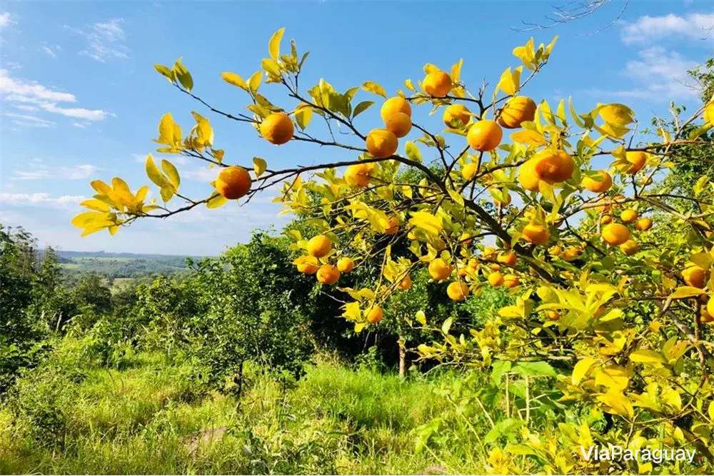 Terreno à venda em Encarnación, Itapúa