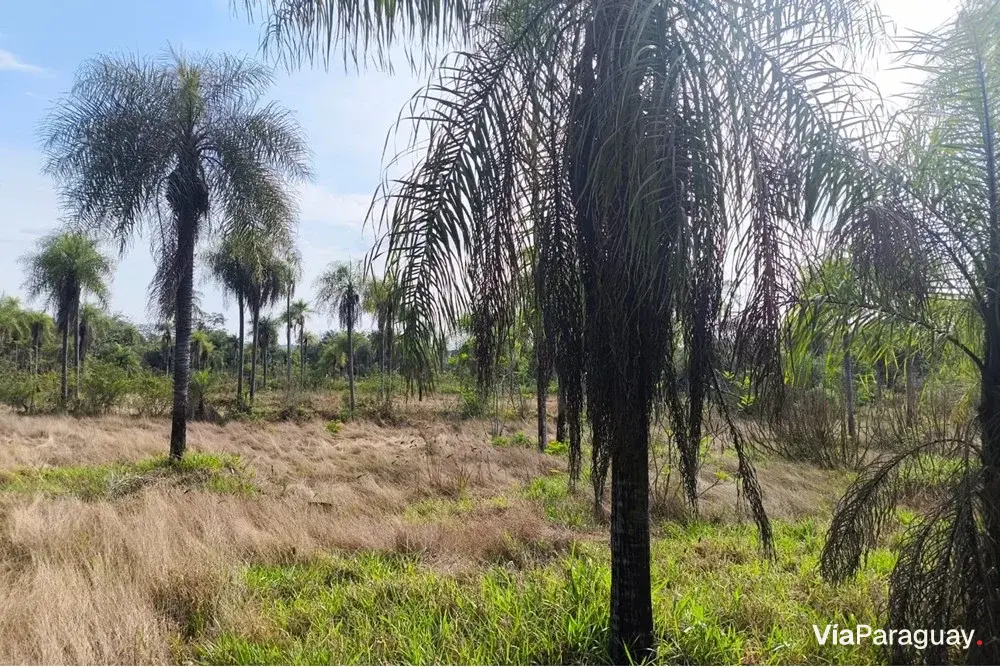 Terreno en venta en Eusebio Ayala, Cordillera