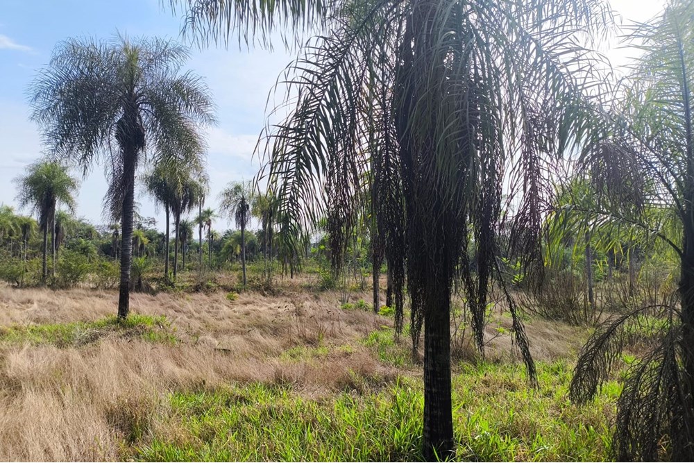 Terreno en venta en Eusebio Ayala, Cordillera