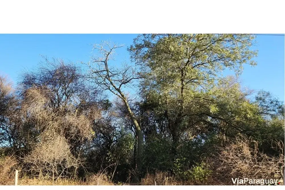 Terreno en venta en Filadelfia, Boquerón
