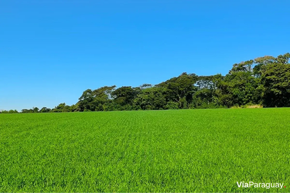 Land for sale in Fram, Itapúa