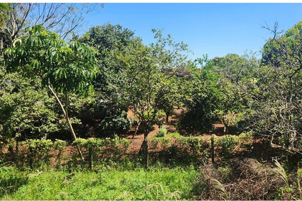 Terreno à venda em Hohenau, Itapúa