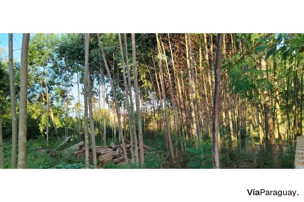 Terreno à venda em Itauguá Guazú, Itauguá