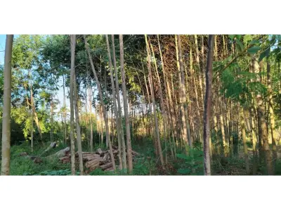 Terreno à venda em Itauguá Guazú, Itauguá