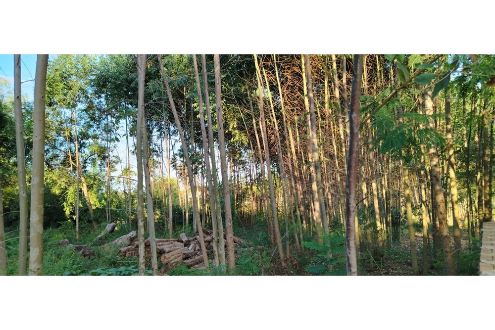 Terreno à venda em Itauguá Guazú, Itauguá