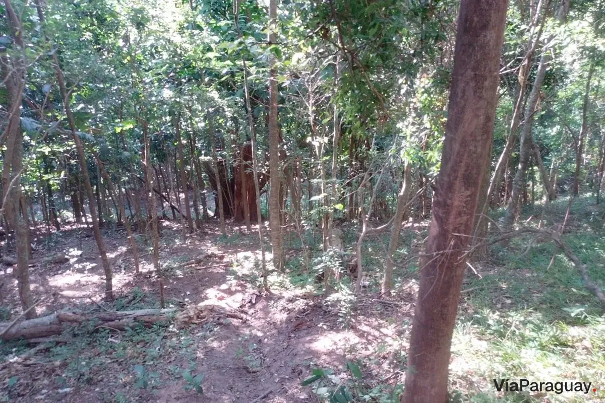 Land for sale in La Colmena, Paraguarí