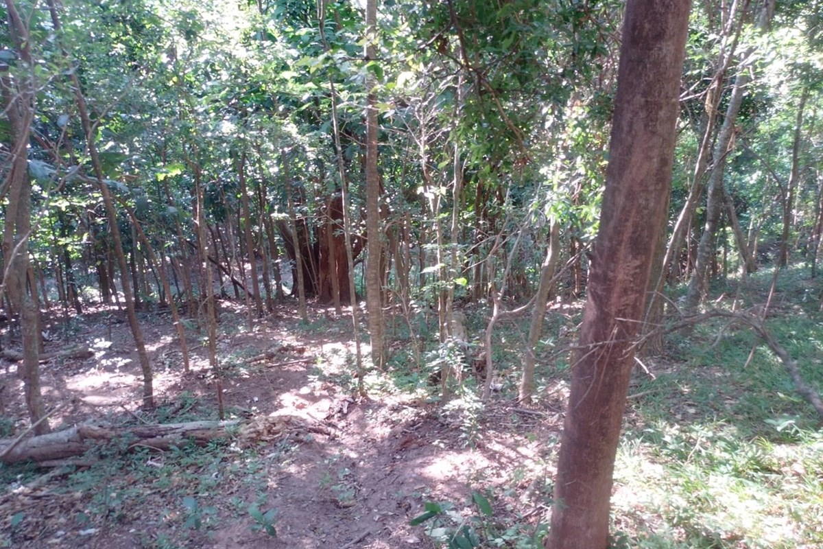 Land for sale in La Colmena, Paraguarí