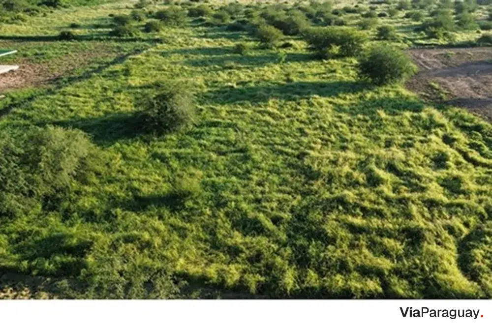 Terreno à venda em Loma Plata, Boquerón