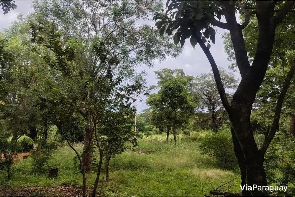 Terreno à venda em Luque, Central