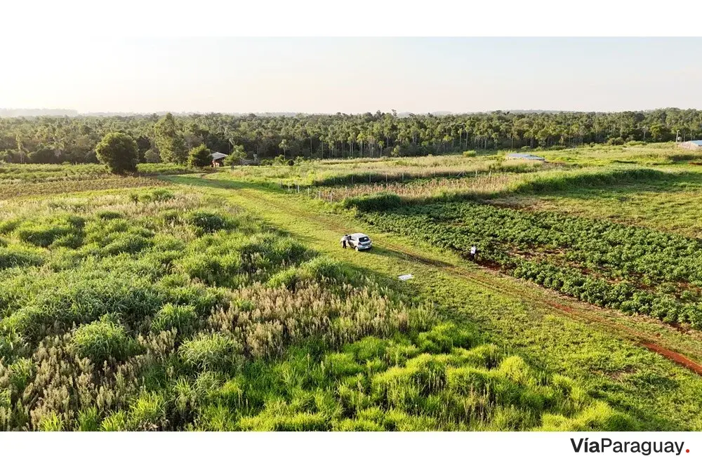 Land for sale in Minga Guazú, Alto Paraná