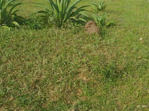 Terreno en venta en Piribebuy, Colonia Pirareta, Cordillera