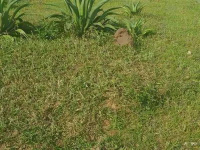 Terreno en venta en Piribebuy, Colonia Pirareta, Cordillera 1
