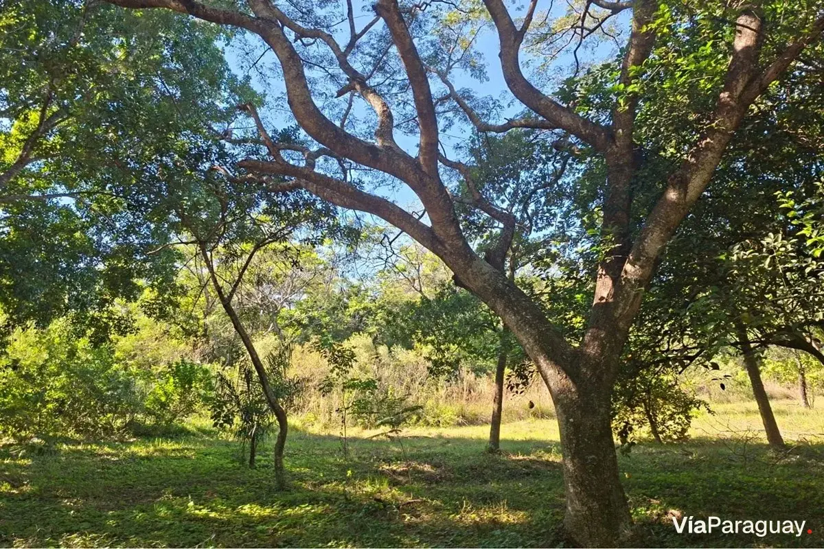 Terreno en venta en San Bernardino, Cordillera