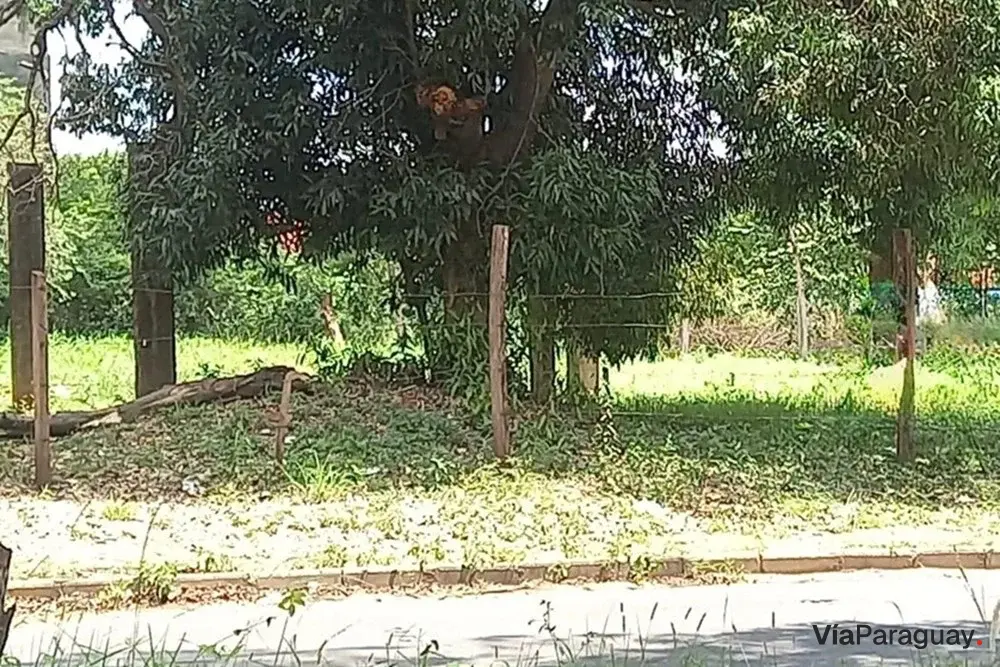 Terreno à venda na Avda. Moisés Bertoni, San Lorenzo