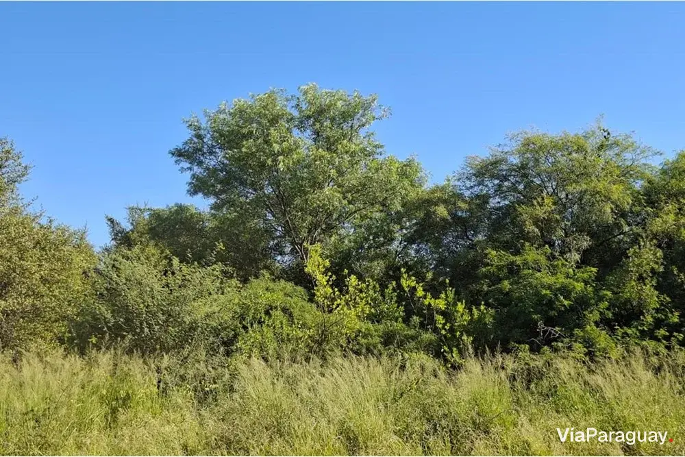 Terreno residencial en venta en Filadelfia, Boquerón