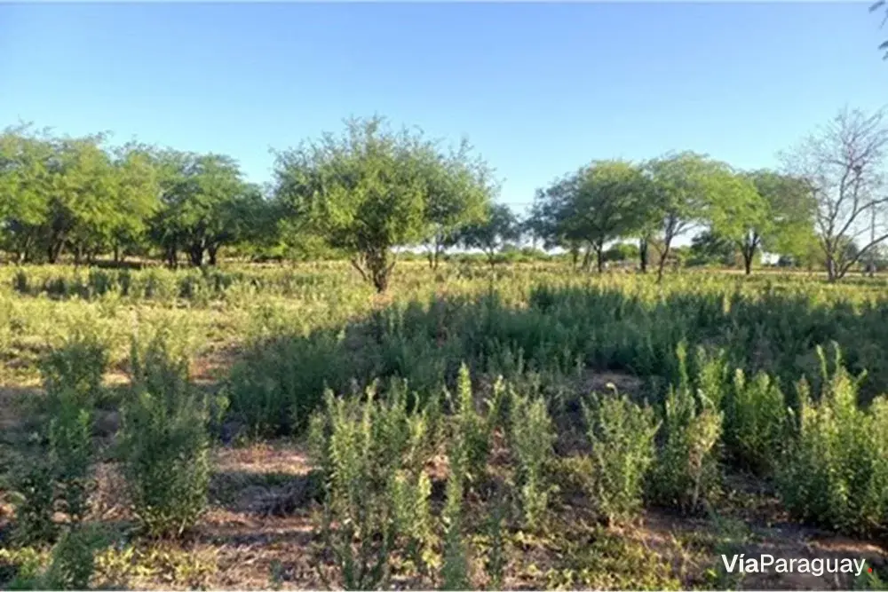 Terreno residencial à venda em Loma Plata, Boquerón