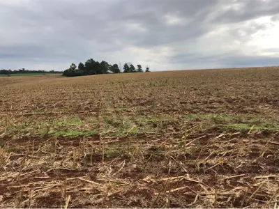 30 hectares à venda na Av. Paraguai-Japão, Pirapó 2