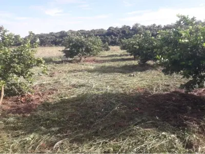 Fazenda agrícola de 87 hectares à venda em San Juan Nepomuceno 4