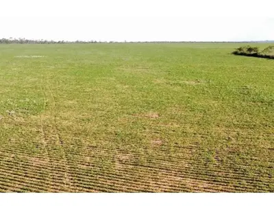 Terra agrícola à venda em Curuguaty, Canindeyú 2
