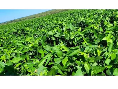 Terra agrícola à venda em Curuguaty, Canindeyú 3