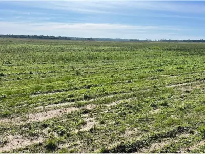 Fazenda agrícola à venda em San Pedro del Paraná 4