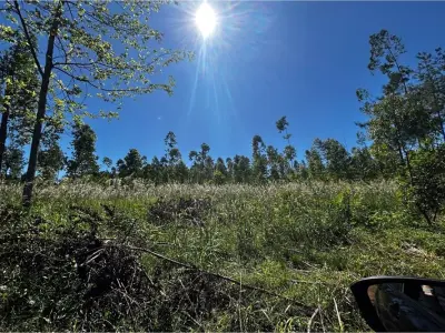Campo con eucaliptal en venta en Capitán Miranda, Itapúa 2