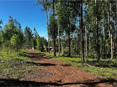Campo con eucaliptal en venta en Capitán Miranda, Itapúa 4