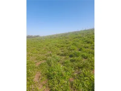 Campo de 29 hectáreas en venta en Minga Guazú, Alto Paraná 4