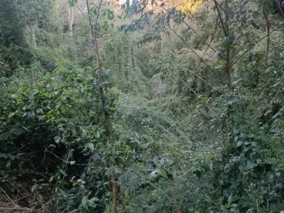 Campo de 4 hectáreas en venta en Capitán Miranda, Itapúa 3